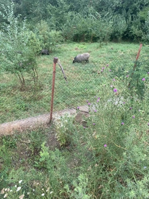 Vand oi si berbeci rasa Romanov  - imagine 4 Vand oi si berbeci rasa Romanov  - imagine 4