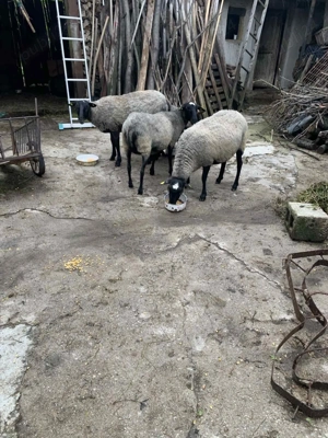 Vand oi si berbeci rasa Romanov