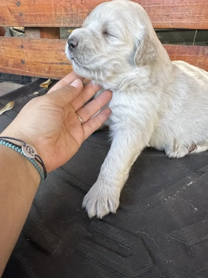 Căței Golden Retriever x Ciobănesc caucazian (metis)  1 lună