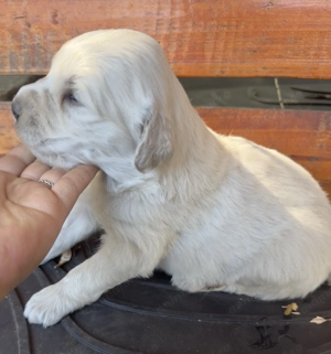 Căței Golden Retriever x Ciobănesc caucazian (metis)  1 lună - imagine 4