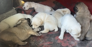 Căței Golden Retriever x Ciobănesc caucazian (metis)  1 lună - imagine 3
