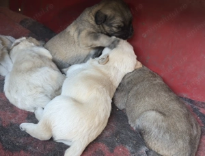 Căței Golden Retriever x Ciobănesc caucazian (metis)  1 lună - imagine 2