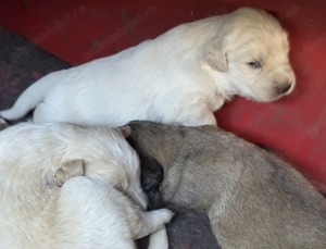 Căței Golden Retriever x Ciobănesc caucazian (metis)  1 lună - imagine 5