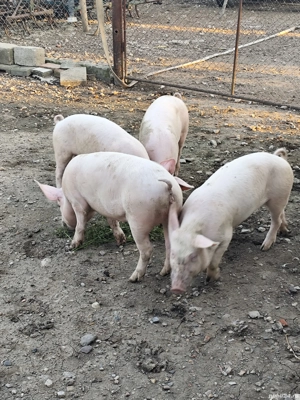 Grăsuni crescuti bio