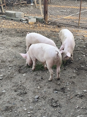 Grăsuni crescuti bio - imagine 3