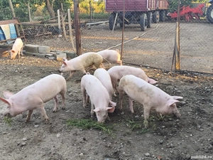 Grăsuni crescuti bio - imagine 2