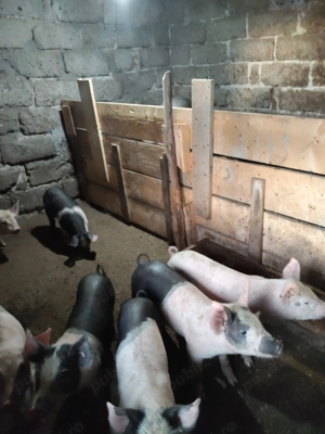 Vând purcei rasa de carne