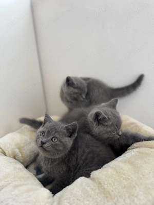 Pui de British Shorthair adorabili