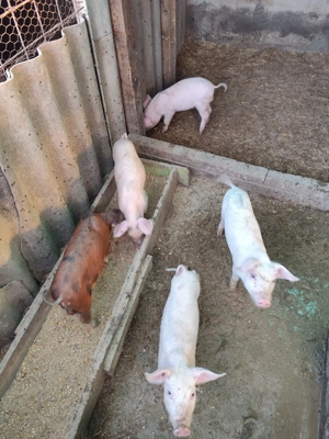 Vând purcei intercati 