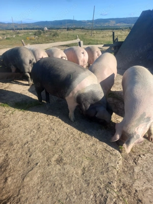 Vând porci mari