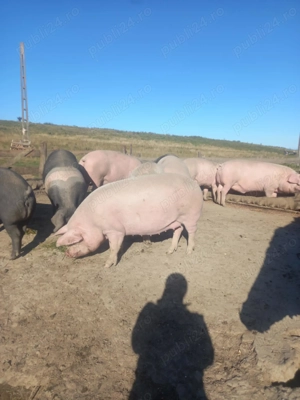 Vând porci mari - imagine 3