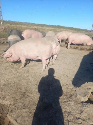 Vând porci mari - imagine 2
