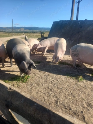 Vând porci mari - imagine 4