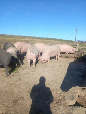 Vând porci mari - imagine 5