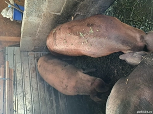 Purcele duroc cu marele alb