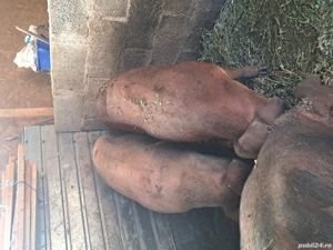 Purcele duroc cu marele alb - imagine 2 Purcele duroc cu marele alb - imagine 2