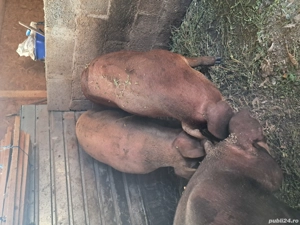 Purcele duroc cu marele alb - imagine 3 Purcele duroc cu marele alb - imagine 3