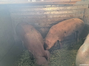 Purcele duroc cu marele alb - imagine 4 Purcele duroc cu marele alb - imagine 4