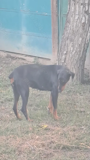 Vând cateaua de doberman - imagine 3