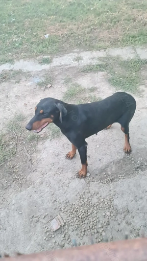 Vând cateaua de doberman