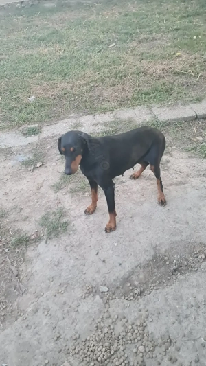 Vând cateaua de doberman - imagine 2