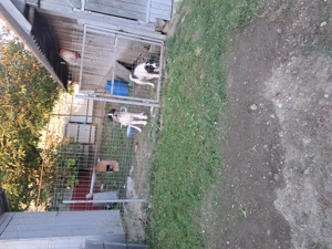 Vând căței ciobănesc de Bucovina s-au schimb.... - imagine 2 Vând căței ciobănesc de Bucovina s-au schimb.... - imagine 2