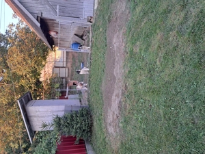 Vând căței ciobănesc de Bucovina s-au schimb.... - imagine 3 Vând căței ciobănesc de Bucovina s-au schimb.... - imagine 3