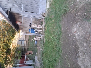 Vând căței ciobănesc de Bucovina s-au schimb.... - imagine 4 Vând căței ciobănesc de Bucovina s-au schimb.... - imagine 4