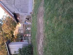 Vând căței ciobănesc de Bucovina s-au schimb.... - imagine 5 Vând căței ciobănesc de Bucovina s-au schimb.... - imagine 5