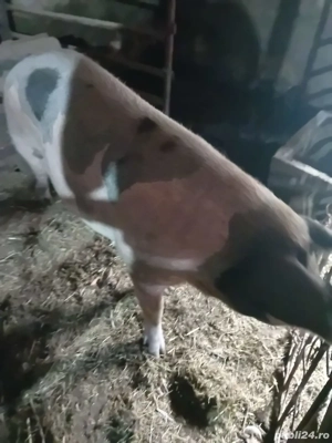 Vand porci pentru sacrficat ! 