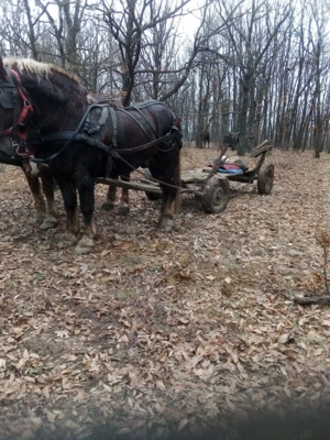 Vând Armăsar de rasa - imagine 4 Vând Armăsar de rasa - imagine 4