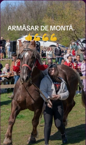 Vând Armăsar de rasa - imagine 5 Vând Armăsar de rasa - imagine 5