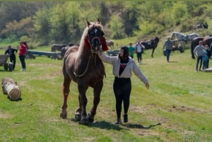 Vând Armăsar de rasa - imagine 2 Vând Armăsar de rasa - imagine 2