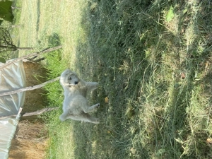 Ciobănesc Roomanesc Bălan  - imagine 2 Ciobănesc Roomanesc Bălan  - imagine 2
