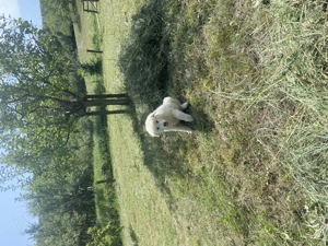 Ciobănesc Roomanesc Bălan  - imagine 4 Ciobănesc Roomanesc Bălan  - imagine 4