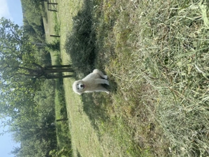 Ciobănesc Roomanesc Bălan  - imagine 3 Ciobănesc Roomanesc Bălan  - imagine 3