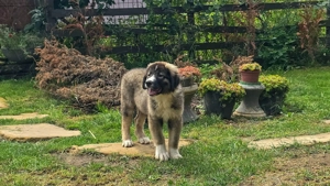 Ciobănesc romanesc carpatin