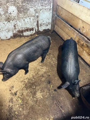 Purcei de calitate! Premium. - imagine 2