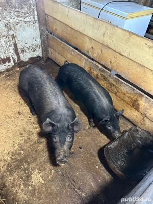 Purcei de calitate! Premium. - imagine 5