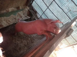 Vând purcei de țară 