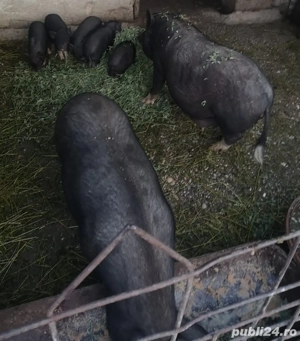 Vand porci vietnamezi  - imagine 2