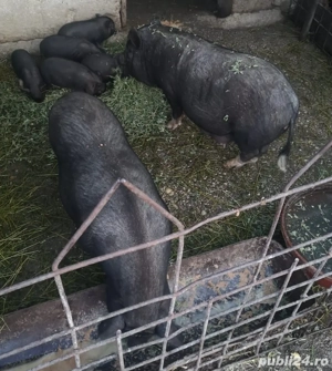 Vand porci vietnamezi  - imagine 3