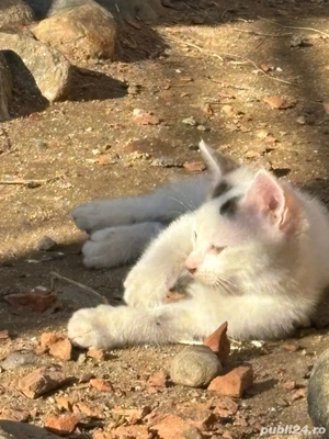 Donez pisicute si motanei  - imagine 2