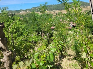 Casa bătrânească cu teren  - imagine 3