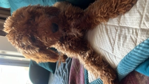 Pudel 8 luni mascul, rasa pura