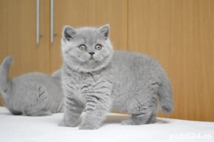 British Shorthair Blue 