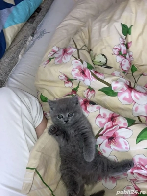 British Shorthair blue 