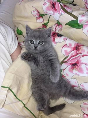 British Shorthair blue  - imagine 2