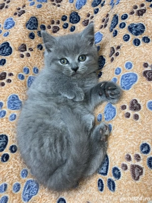 British Shorthair blue  - imagine 3