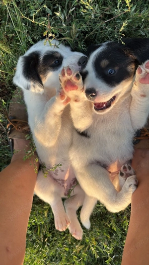 Donez căței de curte pentru paza